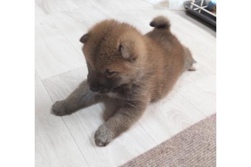 販売中の秋田県の柴犬-396401の4枚目